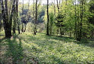 Серия «Природа ликует»